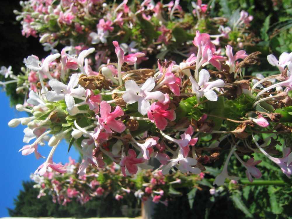 Morina longifolia (Langblättrige Steppendistel)